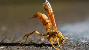 The World S Most Painful Insect Sting Insects Insect Stings Macro Photography Insects