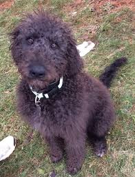 We have labradoodle puppies for sale all over indiana and the surrounding areas within our preferable pups community of breeders. Labradoodles Born 7 12 16 Reviews Wild Coyote Farm