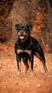 Rottweiler Iphone 8 7 6s 6 For Parallax Wallpapers Hd Desktop Backgrounds 938x1668 Images And Pictures Check out inspiring examples of rottweilers artwork on deviantart, and get inspired by our community of talented artists. wallpaperscraft
