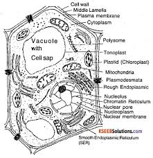Maybe you would like to learn more about one of these? 1st Puc Biology Question Bank Chapter 8 Cell The Unit Of Life Kseeb Solutions