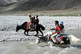 Wildlife animals & nature on instagram: Yak Wikipedia