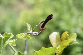 Image result for Aristolochia albida