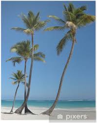 Reserva los mejores hoteles de república dominicana en tripadvisor: Palmeras En Playa Bavaro Punta Cana Republica Dominicana Poster Pixers We Live To Change