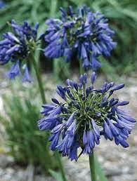 Agapanthus Elaine Sun Ps 3 4 8 Flower Dark Blue Violet E Green From California S Archie Amate Comes This 1990 Flowers Perennials Plants Agapanthus