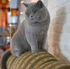 pin von melanie pokorny auf animals katzen katzen bilder tiere