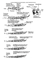 Determining The Age Of A Deer By Tooth Wear