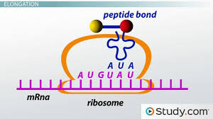 Translation Of Mrna To Protein Initiation Elongation Termination Steps Video Lesson Transcript Study Com