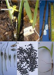 Image result for Curculigo