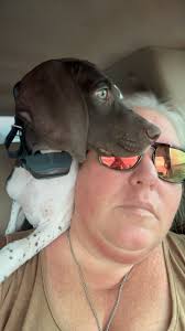 Why do German Shepherds always need to be touching their owners?