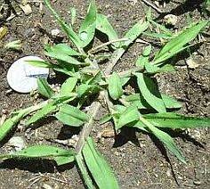 Variety of soils and is a very attractive grass in summer and fall. Nc Weeds