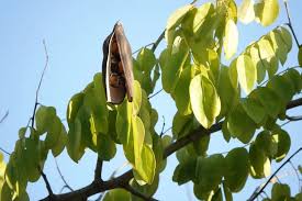 Image result for Afzelia