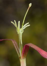 Image result for Actinanthella