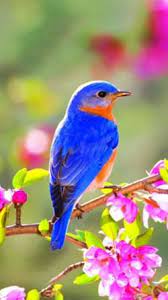 Schumacher birds and butterflies wallpaper. Bird Wallpaper Hd For Mobile Download Unique Rare Bird