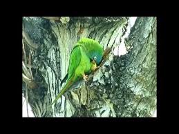 Birds Do It Bees Do It The Birds Do It And The Bees Do It Even The Urban Parrots Do It Parrot Birds Conure
