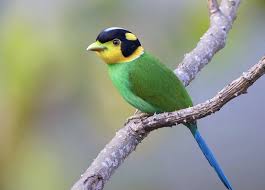 Exotic Birds With Long Tail Feathers Pin On Broadbills Asity