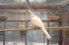 Harga terlaris burung perkutut bangkok bisa dikirim keseluruh indonesia. 15 Ciri Ciri Perkutut Bertuah Yang Baik Dipelihara Burungnya Com