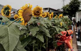 Sebelum itu, mari kita bahas dulu pengertian bunga matahari ya. Taman Bunga Matahari Percantik Kanal Banjir Barat