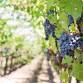 Wine & Climate Change: A Conversation and Wine Tasting
