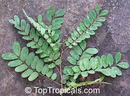 Image result for Cassia abbreviata