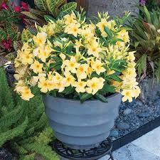 Image result for dipladenie žlutá obrázek