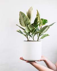 Ficus Elastica Aprenda Como Cultivar A Falsa Seringueira Casa E Jardim Plantas