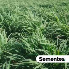 Image result for Andropogon fastigiatus