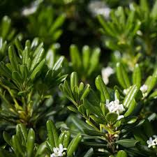 Check spelling or type a new query. Pittosporum Tobira Warners Nurseries