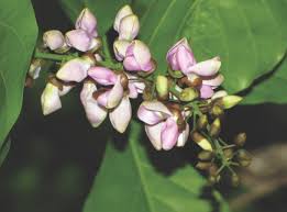 Image result for Millettia pinnata