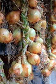 Maybe you would like to learn more about one of these? How To Harvest Onions How To Tell When Onions Are Ready To Harvest Together Time Family