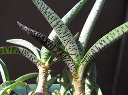 Image result for Ledebouria luteola