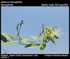 Image result for Maerua parvifolia