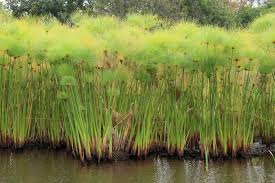 Image result for Cyperus papyrus