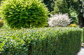 Eine hecke ist der beliebteste sichtschutz im garten. Straucher Als Hecke Diese Arten Bieten Guten Sichtschutz
