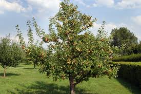 Wenn trauben bögen wenig oder keine möglichkeit haben, es zu bauen, denken sie daran , dass sie unter den apfelbaum reben setzen können, da sie völlig neutral zueinander sind und perfekt koexistieren. Apfelbaum Versetzen Das Sollten Sie Beachten
