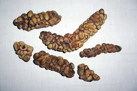 The reason is there are many coffee bean pooped by animal results we have discovered especially updated the new coupons and this process will take a while to present the best result for your searching. Here S The Scoop On Cat Poop Coffee The Salt Npr