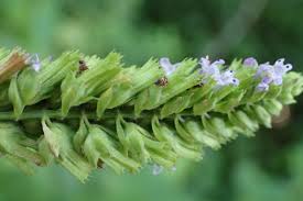 Image result for Cantinoa