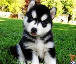 Siberian Husky Puppies For Sale In Nc Zoe Fans Blog Siberian Husky Puppies Husky Puppies For Sale Rottweiler Puppies