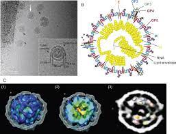 Porcine Reproductive And Respiratory Syndrome Virus An Overview Sciencedirect Topics