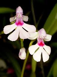 Image result for Cynorkis kassneriana