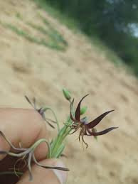 Image result for Gomphocarpus semilunatus