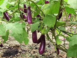 Pest and disease management can be one of the major challenges in an intensive pear orchard. Cultivation And Management Practices Of Brinjal In Nepal Agrarian Blog