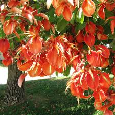 Image result for Erythrina crista-galli