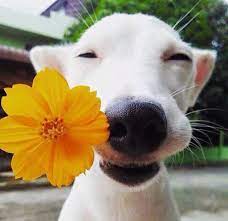 Cute Puppy With A Flower In His Mouth Cute Cats And Dogs Cute White Dogs Smiling Dogs