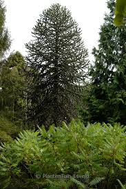 Image result for Arauk rie Araucaria