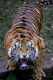Emre Adli Kullanicinin Big Cats Panosundaki Pin Buyuk Kediler Hayvan Fotografciligi Hayvan