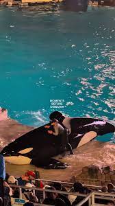 Discover the Fascinating World of Killer Whales at SeaWorld | TikTok