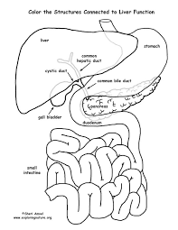 After finding organs on that image, it will be easier to interpret the other side, which has more realistic images. Liver Coloring Pages Coloring Home