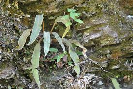 Image result for Elaphoglossum kivuense