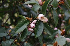 Check spelling or type a new query. Magnolia Fairy Blush