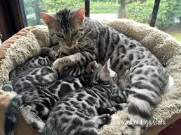 We do a discount of 10% on the following (one 10% discount only) Bengal Cats For Sale Bengalheritage Cats Ltd